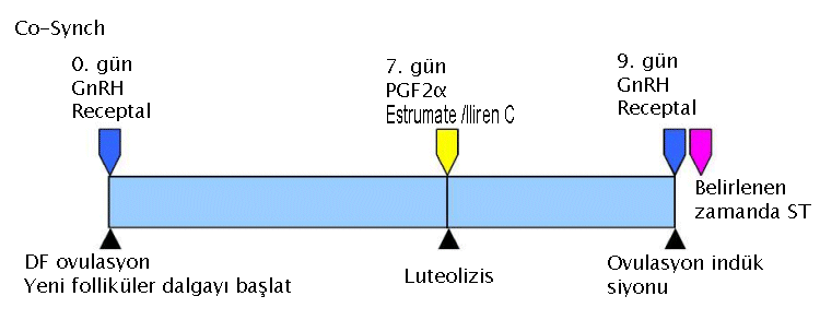 co-synch protocol