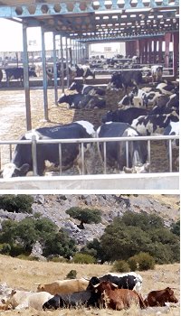 cows - heat stress