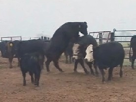 beef cows oestrus
