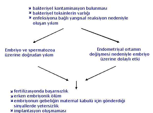 Influence of uterine infections on fertility