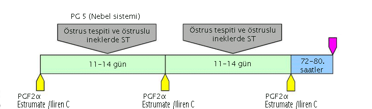 nebel system