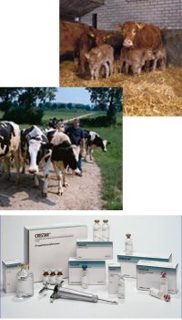 oestrus management cows