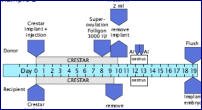 example 2 - superovulation program using Crestar