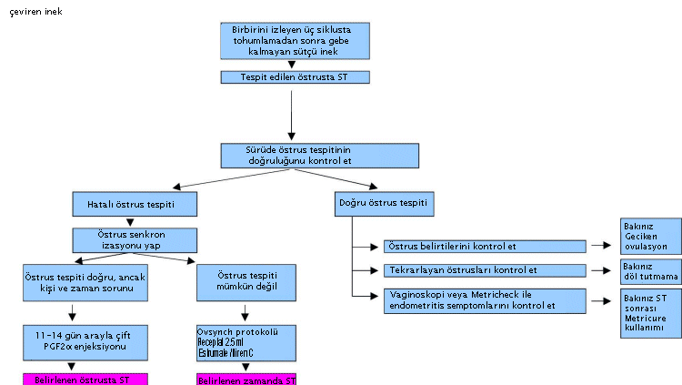 Treatment of repeat breeder cows