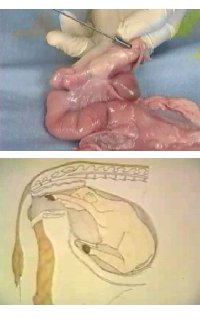 uterus of a cow